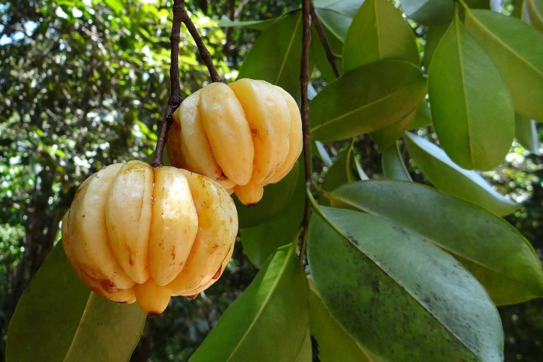 Les meilleures marques de Garcinia Cambogia